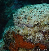 Bothus lunatus carrelet paon-Bonaire Sampler-11m-20180219-Denis-ADER-DSC_6750_tn